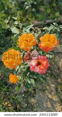 Beautuful Rose flowers from natural garden with varety of colours and types for joyful refreshing of mood withing good morning.