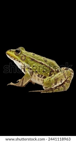 Green frog nice picture Animal 