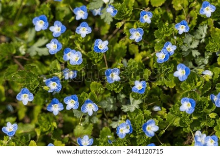 Small blue flowers of Veronica chamaedrys in the garden.