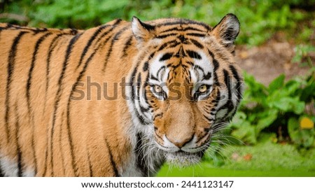 Beautiful tiger picture nice and good