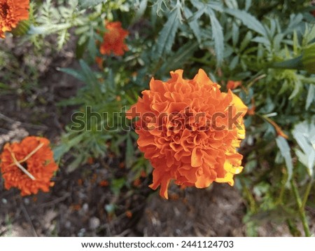 Genda Plant Stock Photos and Pictures.
Genda Flower at best in Udaipur by The Prime