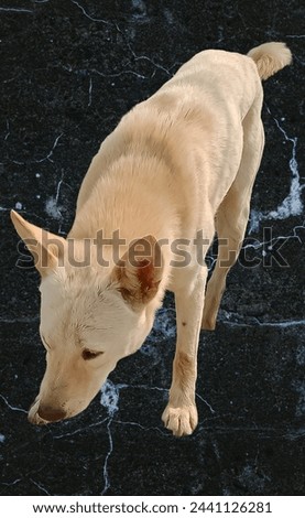 A Clever Light Brown Dog Searching Something