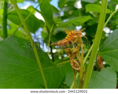 caterpillars (arctornis) eating the shoots of tawa leaves