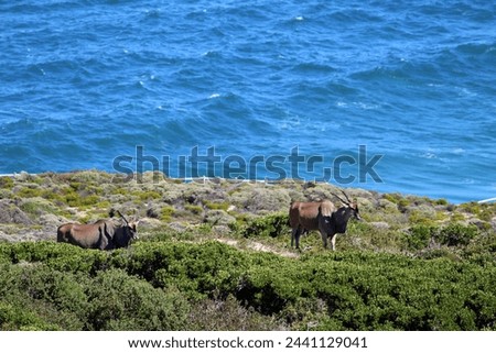 Common eland (Taurotragus oryx) grazing by the seaside. Royalty-Free Stock Photo #2441129041