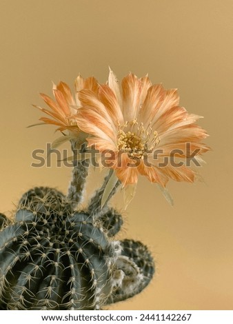 Summer cactus, Lobivia Damask, orange color, is a beautiful ornamental plant.