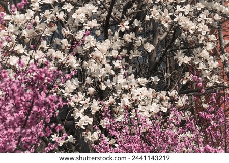 spring flower and sky, white and pink magnolia, sakura, cherry blossom, plum