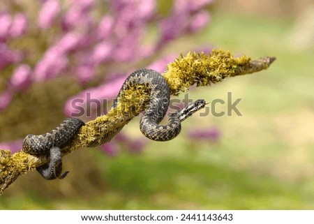Beautiful common european adder in spring Royalty-Free Stock Photo #2441143643