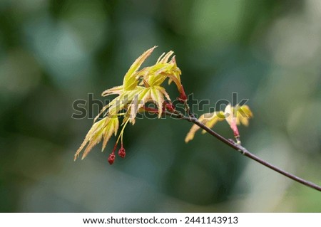 New leaves and red buds of maple (Natural+flash light, macro close-up photography)