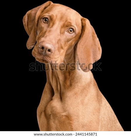 Big dog. Brown Dog picture. Dog face picture. This is a big dog face image. This is looking good image for use in different projects. 