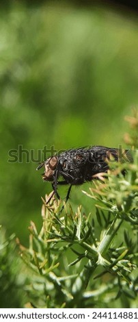 Housefly macro picture sitting on a green plant