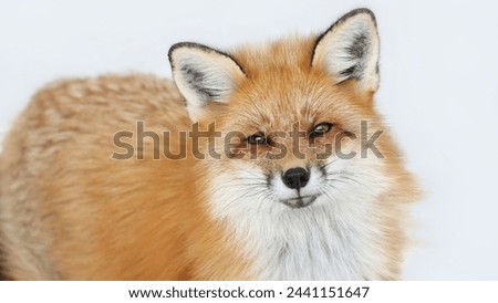 Snow fox picture nice and beautiful 