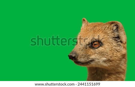 Ruddy mongoose in Sri Lanka green background.
