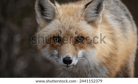 Fox animal photo very nice picture 