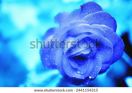 Purple rose flower picture This photo is one of many Never seen the same photo