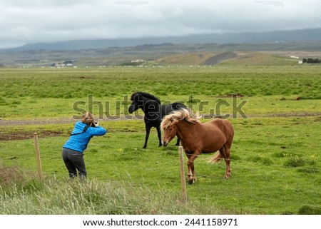 a woman in a blue jacket is taking a picture of two horses.