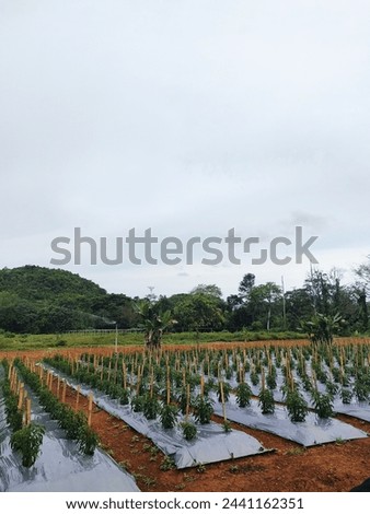 Indonesia - September 20, 2022 : Cultivation of Two-Week-Old Chili Plants on Agricultural Soil Royalty-Free Stock Photo #2441162351