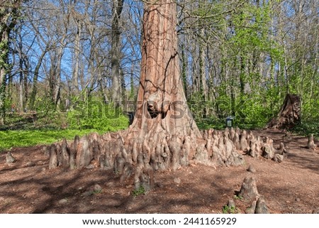 Taxodium distichum, bald cypress or swamp cypress tree with lower trunk in Martonvasar, Hungary. Peculiarity of growth called cypress knees. Royalty-Free Stock Photo #2441165929