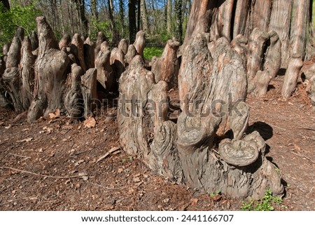 Detail of lower trunk of Taxodium distichum, bald cypress or swamp cypress tree in Martonvasar, Hungary. Peculiarity of growth called cypress knees. Royalty-Free Stock Photo #2441166707