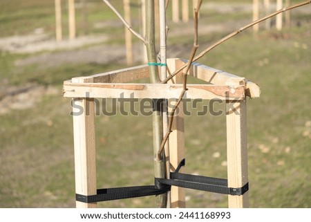 Tree Supports-young trees being supported by wooden stakes. Young tree sapling propped and supported by the wooden slats and tied by tape stringon. Trees with three stakes for support. Close-up. Royalty-Free Stock Photo #2441168993
