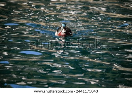 Beautiful colorful wood duck (also known as Carolina duck) swimming in a pond during warm spring day