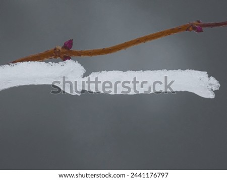 iced branch in front of a grey backround