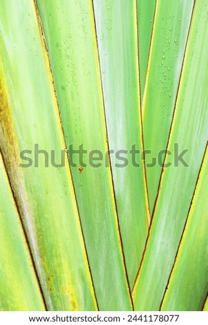 Texture of banana palm tree leaf Green yellow color. Close up nature background for design. Lines from palm leaves as abstract texture backdrop, natural aesthetic botanical photo pattern from foliage