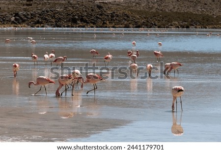 A photo of flamingo birds in lagoon, Bolivia