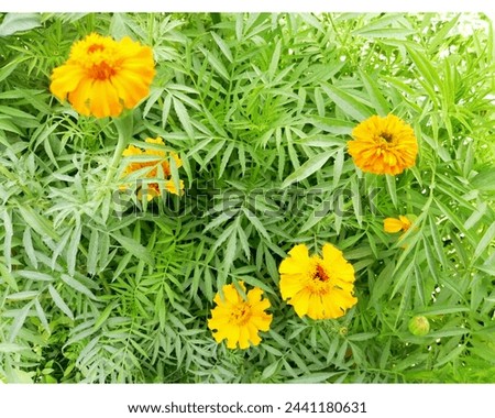 Bed of marigold flowers looking beautiful with green leaves. 