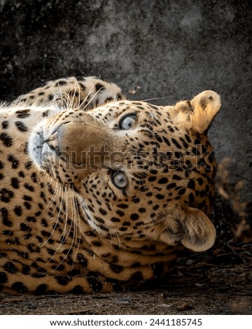 Fine art portrait of wild male leopard or panther or panthera pardus in isolated black background with eye contact at wildlife safari at jhalana forest reserve jaipur rajasthan india asia