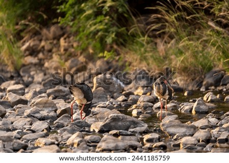Black stork or Ciconia nigra bird closeup with eye contact during winter migration and safari at jim corbett national park forest tiger reserve uttarakhand india Royalty-Free Stock Photo #2441185759