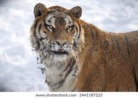 Picture of a lone tiger in the snow searching for its prey (not made by ai)