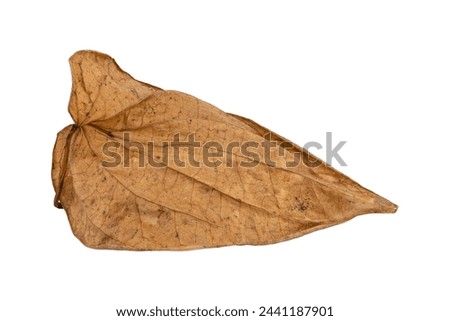 Tropical dry leaves set isolated on white