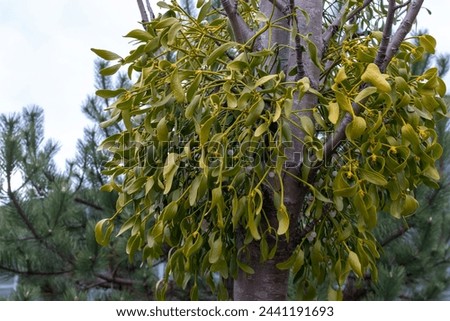 mistletoe growing parasitic on a tree