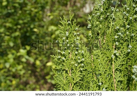 Green branches of thuja or cypress with blue, turquoise cones, close-up. Platycladus orientalis, Chinese thuja arbovitae, juniper coniferous tree of the Cupressaceae family. Decorative medicinal plant Royalty-Free Stock Photo #2441191793