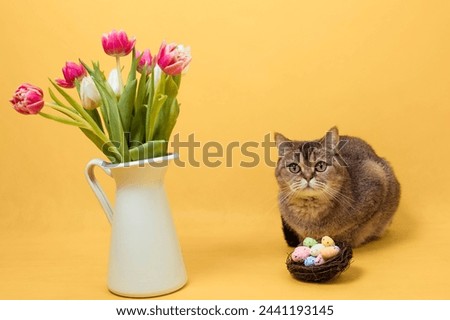 Easter card with flowers, eggs in the nest and British cat on a yellow background.