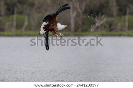African Fish-Eagle, haliaeetus vocifer, Adult in flight, Chobe River, Okavango Delta in Botswana