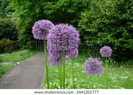 tall round flower heads in park during summertime. purple allium flowers in bloom  