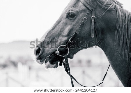 Details of a horse portrait in a meadow, close up, macro photography