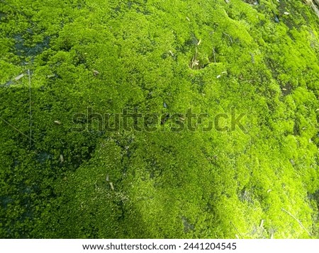 Decorative green moss is used for interior design as a creative background, decoration of modern living spaces and offices