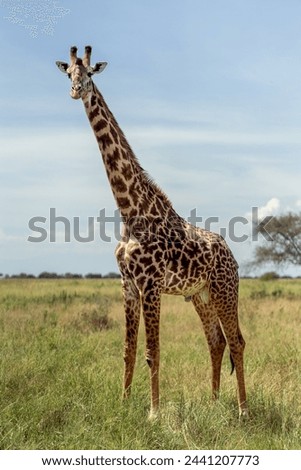 A big giraffe is looking at you curiously Royalty-Free Stock Photo #2441207773