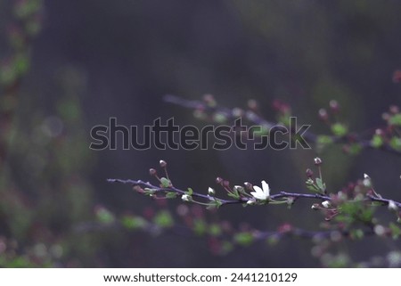 delicate branch adorned with small white blossom and buds against dark, blurred background. concepts: serene and subtle backgrounds, solitude in nature, calm and serenity, floral backgrounds