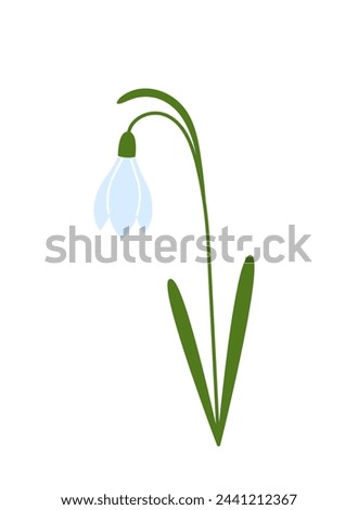 Snowdrop. Galanthus nivalis. Spring flower with leaves. Flat vector illustration isolated on white background.
