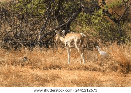 Spotted Deer Standing on a grassland in Gir Forest. The chital (Axis axis), also known as spotted deer, chital deer, and axis deers, is a species of deer that is native to the Indian subcontinent.