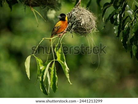 Black-headed weaver or Yellow-backed weaver - Ploceus melanocephalus, yellow bird with the black head in the family Ploceidae, build hanging nest from grass in Africa. Royalty-Free Stock Photo #2441213299