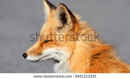 FOX cute picture and beautiful 