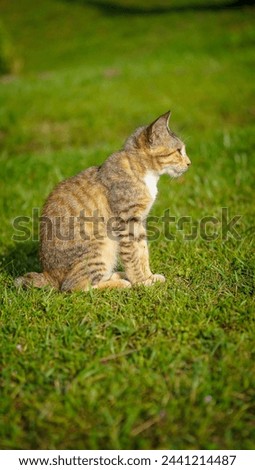Golden mixed colour tabby cat Picture. Animal Photography