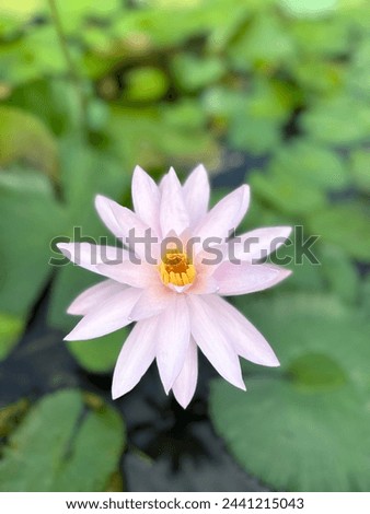 pink lotus flowers are blooming