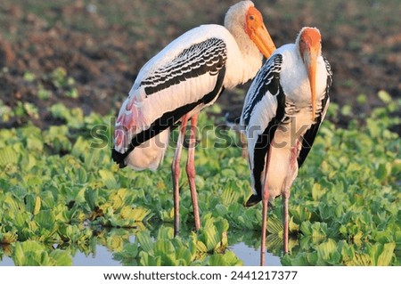 A close up of pair of painted Storks looking for feed in the marshy land.