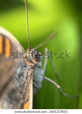 the beauty of a brown butterfly up close
