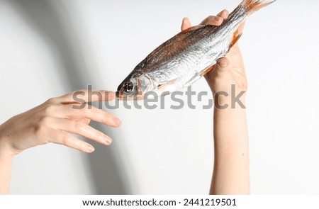 Dried dry fish taranka, ram, roach, bream, flatfish are held by female hands on a white background. Beer snack.